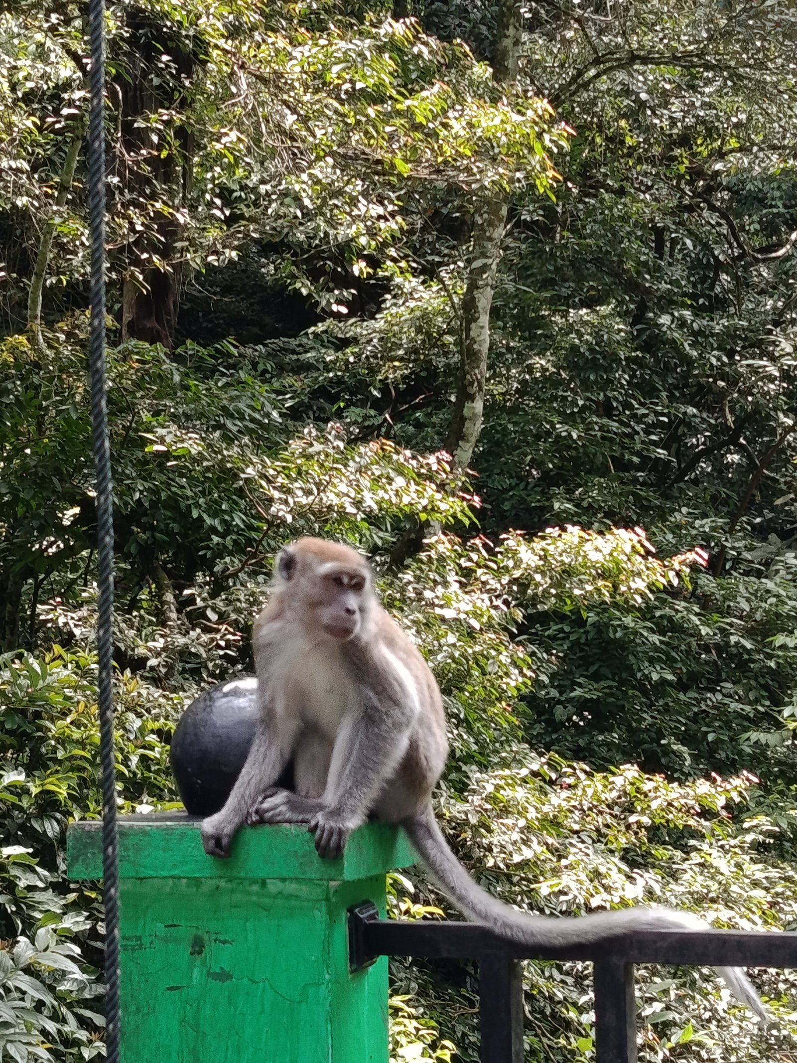 Monyet Ekor Panjang